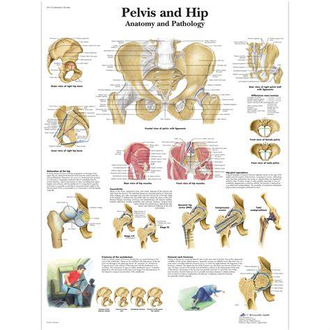 Hip Anatomy Chart