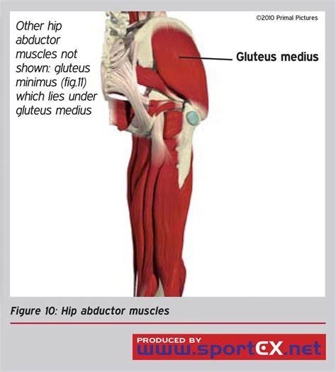 Hip Muscles Abductors