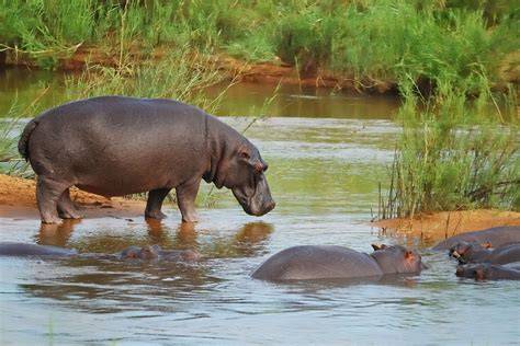Hippopotamus Are They Endangered