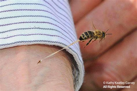 Honey Bee Do They Sting