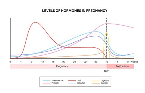 Hormones During Pregnancy