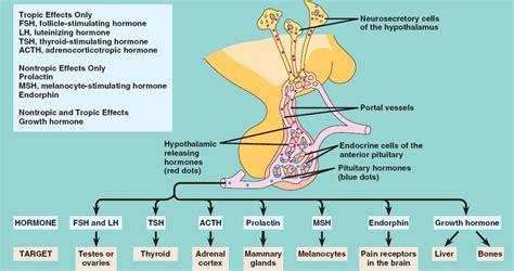Hormones Of The Adenohypophysis