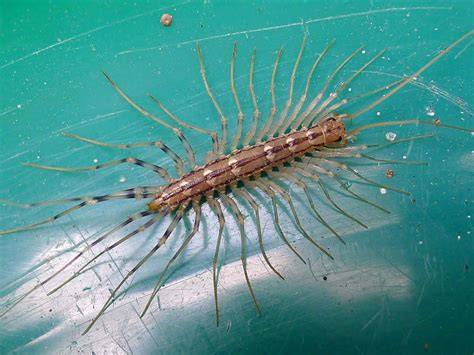 House Centipede Do They Bite