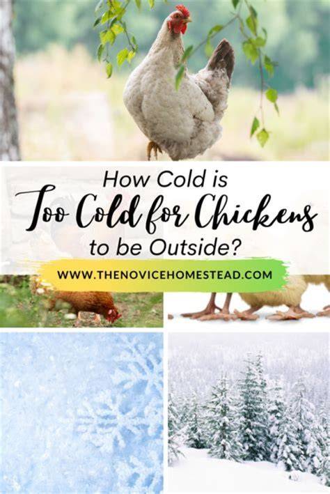 How Cold Is Too Cold For Chickens