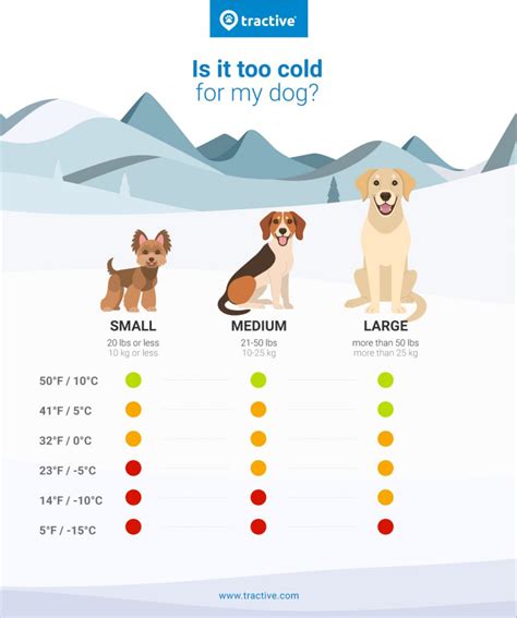 How Cold Is Too Cold For Dogs