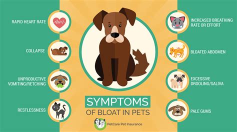 How Common Is Bloat In Dogs