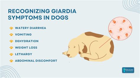 How Common Is Giardia In Dogs