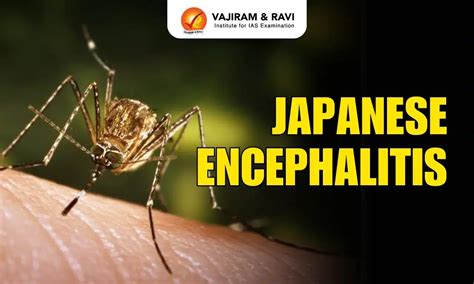 How Common Is Japanese Encephalitis In Vietnam