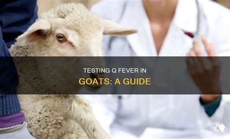 How Common Is Q Fever In Goats