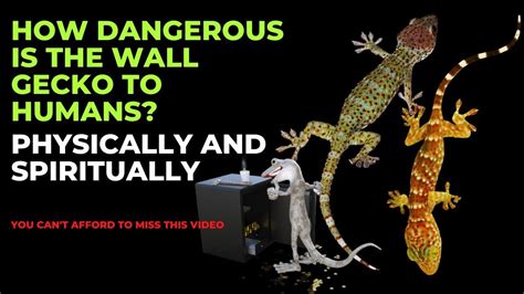 How Dangerous Is Wall Gecko