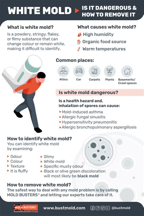 How Dangerous Is White Mold