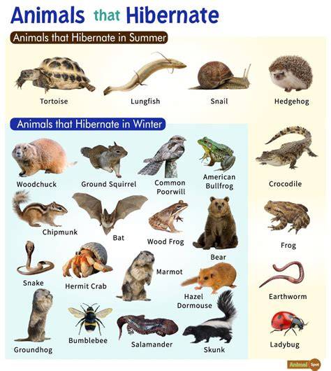 How Do They Hibernate In Interstellar