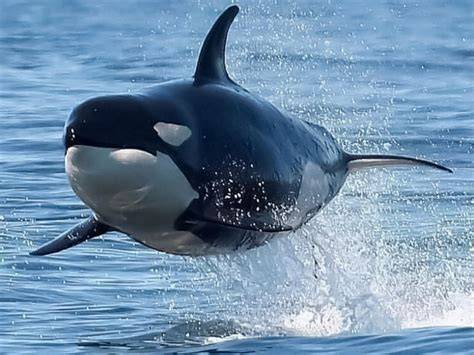 How Do They Move Killer Whales