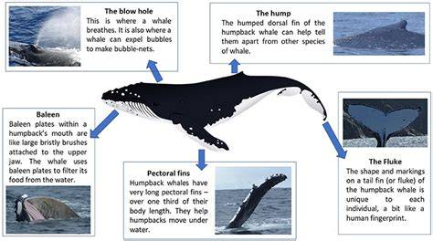 How Do They Move Whales