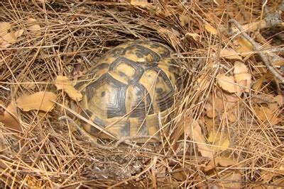 How Do You Hibernate A Hermann Tortoise