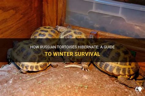 How Do You Hibernate A Russian Tortoise