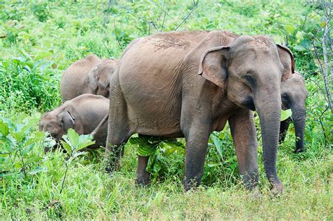How Does An Elephant Look Artinya