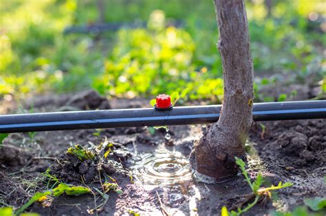 How Does Drip Irrigation Help In Saving Water