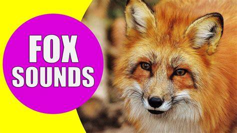 How Does Fox Sound