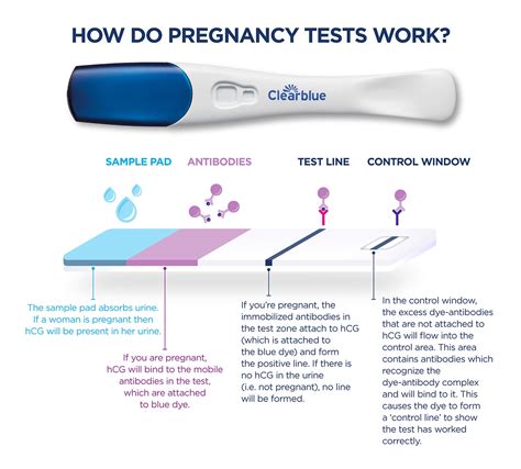 How Does It Work Pregnancy Test