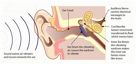 How Does Sound Reach Our Ears
