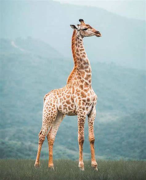 How Does The Giraffe Look Like
