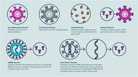 How Does Vaccine Work
