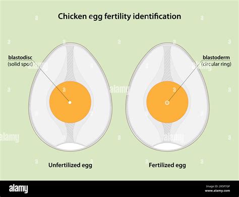 How Eggs Are Laid
