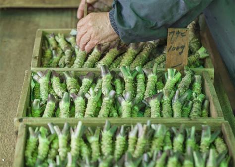 How Expensive Is Wasabi