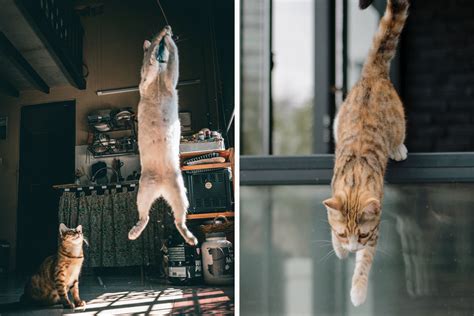 How Far Can Cats Jump