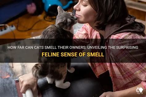 How Far Can Cats Smell Their Owners