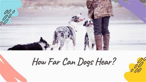 How Far Can Dogs Hear