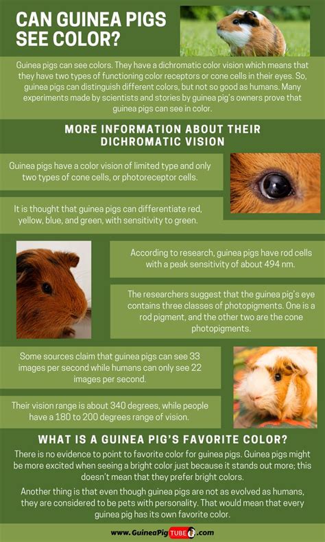 How Far Can Guinea Pigs See