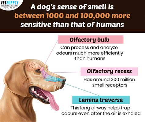 How Far Can K9 Dogs Smell