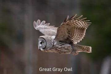 How Far Can Owls Fly