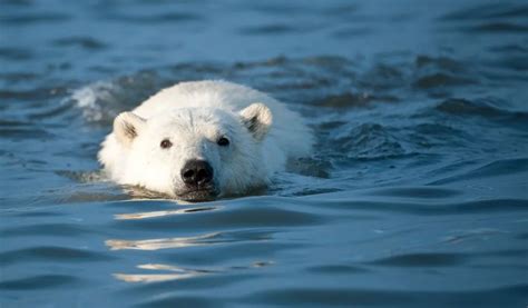 How Far Can Polar Bears Swim