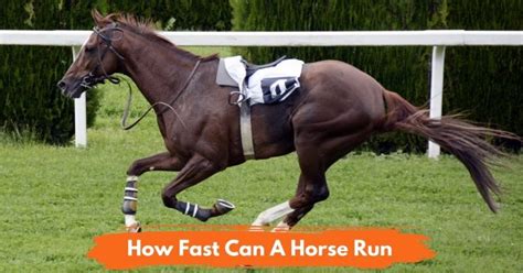 How Fast Can A Horse Run