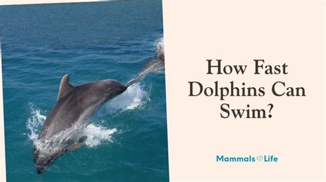 How Fast Can Dolphins Swim