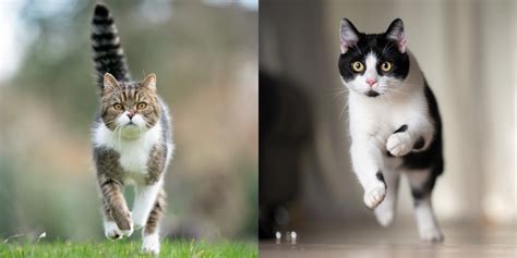 How Fast Can Domestic Cats Run