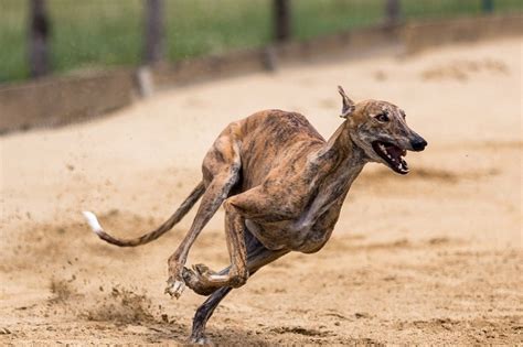 How Fast Can Greyhounds Run