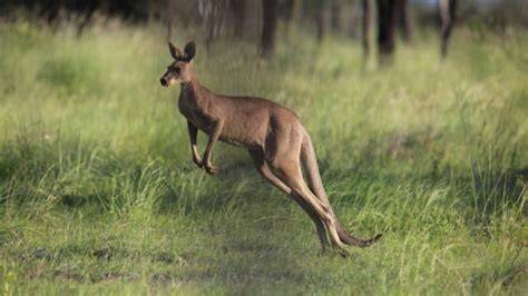 How Fast Can Kangaroos Hop