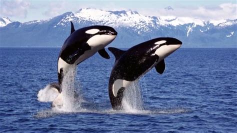 How Fast Can Killer Whales Swim