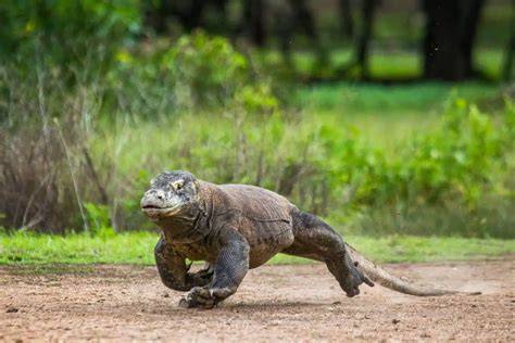 How Fast Can Komodo Dragons Run