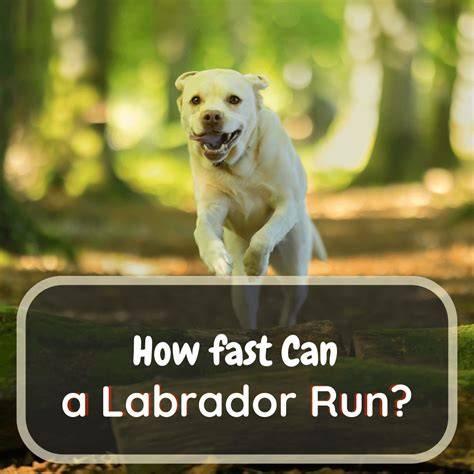 How Fast Can Labs Run