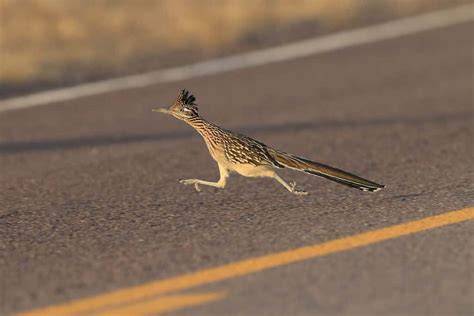 How Fast Can Roadrunners Run