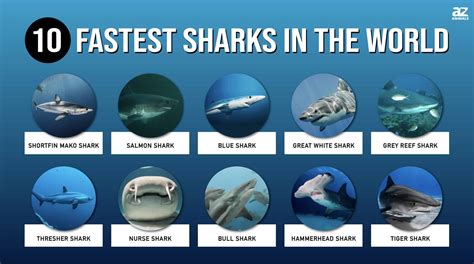 How Fast Can Sharks Swim