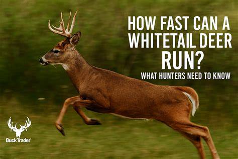 How Fast Can Whitetail Deer Run