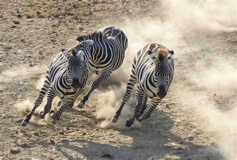 How Fast Can Zebras Run