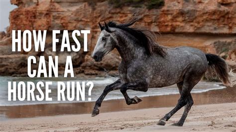 How Fast Does A Horse Run