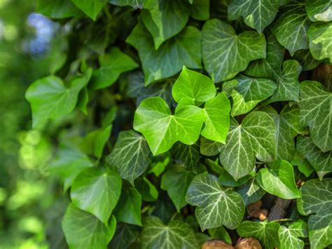 How Fast Does English Ivy Grow